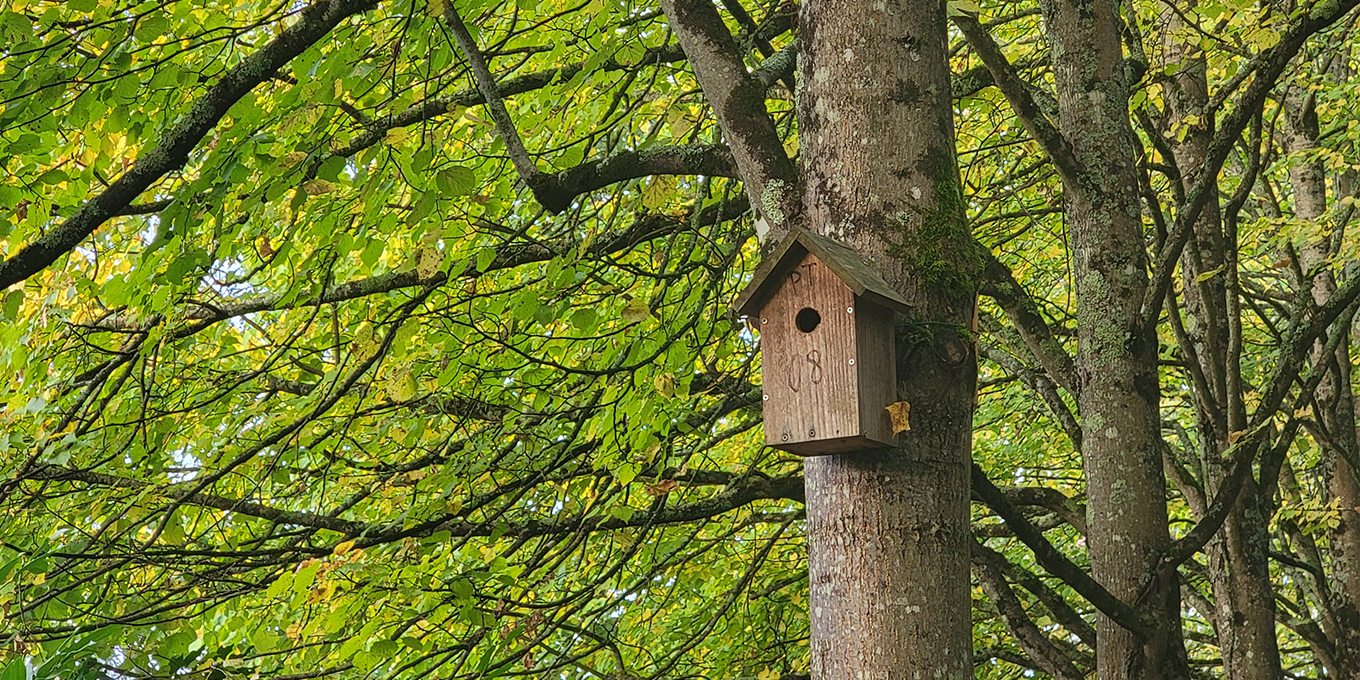 À Saint-Cyr sur Loire, l’enthousiasme au service des oiseaux (37)